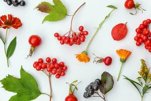 Autumn floral composition. Plants viburnum rowan berries dogrose flowers colorful leaves isolated on white background. Fall natural plants ecology wallpaper concept. Flat lay top view, copy space photo