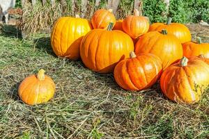 Natural autumn fall view pumpkin on eco farm background. Inspirational october or september wallpaper. Change of seasons, ripe organic food concept. Halloween party Thanksgiving day. photo