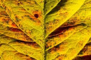 primer plano otoño otoño extrema textura macro vista de hoja de madera naranja roja resplandor de hoja de árbol en el fondo del sol. fondo de pantalla de octubre o septiembre de naturaleza inspiradora. concepto de cambio de estaciones. foto