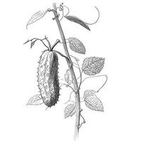 Cucumber on a branch black and white hand drawn sketch vector illustration Vegetables