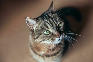 Funny portrait arrogant short-haired domestic tabby cat relaxing at home. Little kitten lovely member of family playing indoor. Pet care health and animal concept. photo