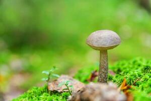 Edible small mushroom with brown cap Penny Bun leccinum in moss autumn forest background. Fungus in the natural environment. Big mushroom macro close up. Inspirational natural summer fall landscape photo