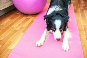 Funny dog border collie practicing yoga lesson indoor. Puppy doing yoga asana pose on pink yoga mat at home. Calmness and relax during quarantine. Working out gym at home. photo