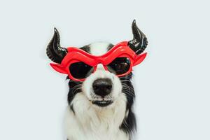 concepto de truco o trato. Gracioso cachorro de perro border collie vestido con un disfraz de halloween tonto satanás diablo anteojos aterrador y espeluznante aislado en fondo blanco. preparación para la fiesta de halloween. foto