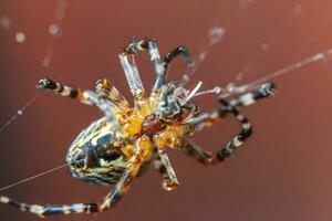 Arachnophobia fear of spider bite concept. Macro close up spider on cobweb spider web on blurred brown background. Life of insects. Horror scary frightening banner for halloween. photo