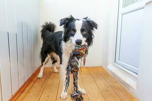 divertido retrato de un lindo cachorro sonriente border collie sosteniendo un colorido juguete de cuerda en la boca. nuevo miembro encantador de la familia perrito en casa jugando con el dueño. cuidado de mascotas y concepto de animales. foto