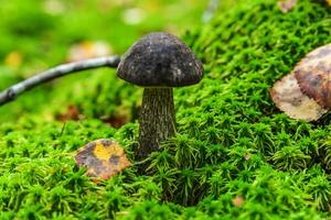 Edible small mushroom brown cap Penny Bun leccinum in moss autumn forest background. Fungus in the natural environment. Big mushroom macro close up. Inspirational natural summer or fall landscape. photo