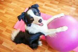 Funny dog border collie practicing yoga lesson with gym ball indoor. Puppy doing yoga asana pose on pink yoga mat at home. Calmness relax during quarantine. Working out at home. photo