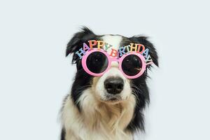 Happy Birthday party concept. Funny cute puppy dog border collie wearing birthday silly eyeglasses isolated on white background. Pet dog on Birthday day. Preparation for party. photo