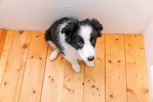 Funny portrait of cute smilling puppy dog border collie at home. Pet care and animals concept photo