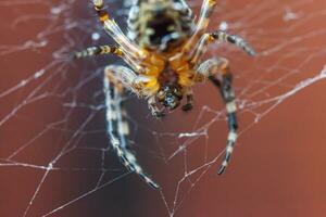 Arachnophobia fear of spider bite concept. Macro close up spider on cobweb spider web on blurred brown background. Life of insects. Horror scary frightening banner for halloween. photo