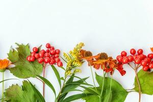 Autumn floral composition. Frame made of autumn plants viburnum berries orange flowers isolated on white background. Autumn fall natural plants ecology wallpaper concept. Flat lay top view, copy space photo
