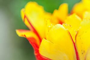 amarillo rojo tulipán flores en primavera tiempo. cerca arriba macro de Fresco primavera flor en jardín. suave resumen floral póster, extremadamente macro, selectivo enfocar. inspirador floral fondo de pantalla Días festivos tarjeta foto