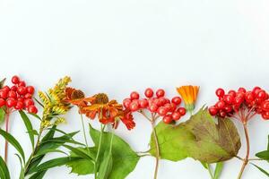 otoño floral composición. marco hecho de otoño plantas viburnum bayas naranja flores aislado en blanco antecedentes. otoño otoño natural plantas ecología fondo de pantalla concepto. plano laico parte superior vista, Copiar espacio foto