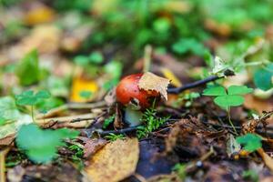 Edible small mushroom Russula with red russet cap in moss autumn forest background. Fungus in the natural environment. Big mushroom macro close up. Inspirational natural summer or fall landscape. photo