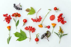 Autumn floral composition. Plants viburnum rowan berries dogrose flowers colorful leaves isolated on white background. Fall natural plants ecology wallpaper concept. Flat lay top view, copy space photo