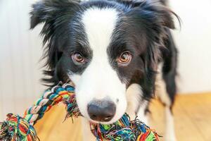 Funny portrait of cute smiling puppy dog border collie holding colourful rope toy in mouth. New lovely member of family little dog at home playing with owner. Pet care and animals concept. photo