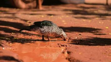 muscovy canard animal video