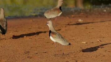 Adult Southern Lapwing Bird video