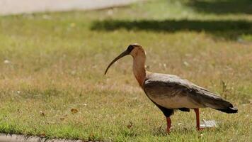 fågel på gräs gulnackad ibis video