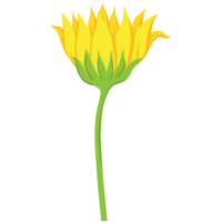 Sunflower Flat Illustration png