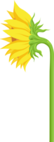 Sunflower Flat Illustration png