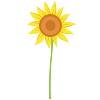 Sunflower Flat Illustration png