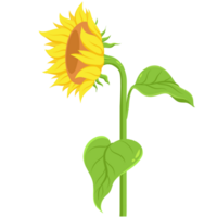 Sunflower Flat Illustration png