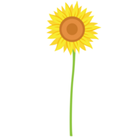 Sunflower Flat Illustration png