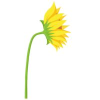 girasole piatto illustrazione png