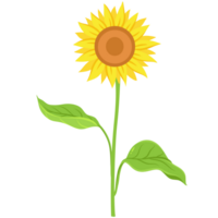 Sunflower Flat Illustration png