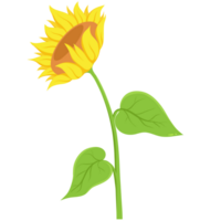 Sunflower Flat Illustration png