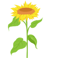 Sunflower Flat Illustration png