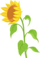 girasole piatto illustrazione png