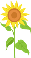 Sunflower Flat Illustration png