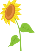 Sunflower Flat Illustration png