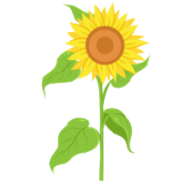 Sunflower Flat Illustration png