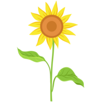 Sunflower Flat Illustration png