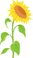 Sunflower Flat Illustration png