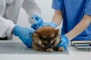 Two doctors are examining him. Veterinary medicine concept. Pomeranian in a veterinary clinic. photo