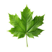 Green maple leaf isolated on transparent background, created with generative AI png