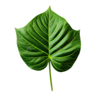 Green leaf isolated on transparent background, created with generative AI png