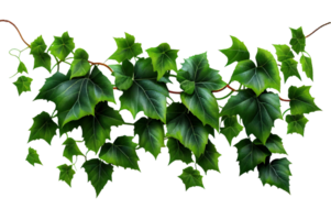 Green ivy leaves isolated on transparent background, created with generative AI png