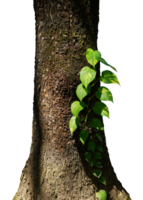 Big tree trunk with creeper plant png