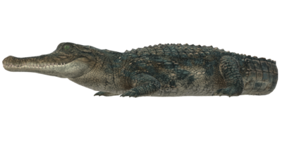 alligator isolé sur une transparent Contexte png