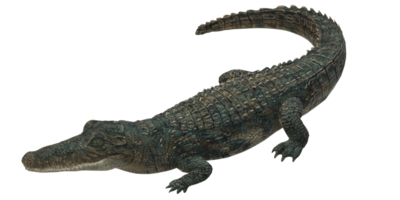 alligator isolé sur une transparent Contexte png