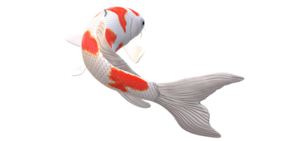 Koi Carp fish isolated on a Transparent Background png