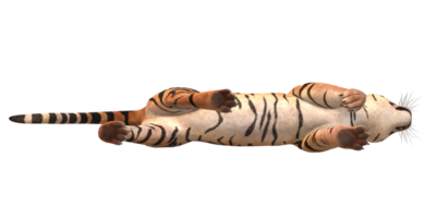 tiger isolerat på en transparent bakgrund png