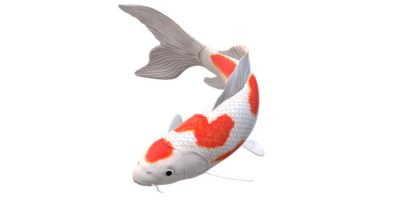 Koi Carp fish isolated on a Transparent Background png