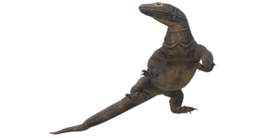 comodo drake isolerat på en transparent bakgrund png